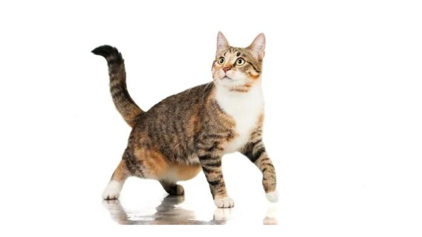 Por que os Gatos Têm ‘Bolsas’ na Barriga?